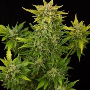buy Fruit-Autoflowering near me