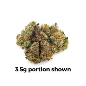 Governmint-Oasis for sale