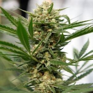 Buy Sweet-Deep-Grapefruit