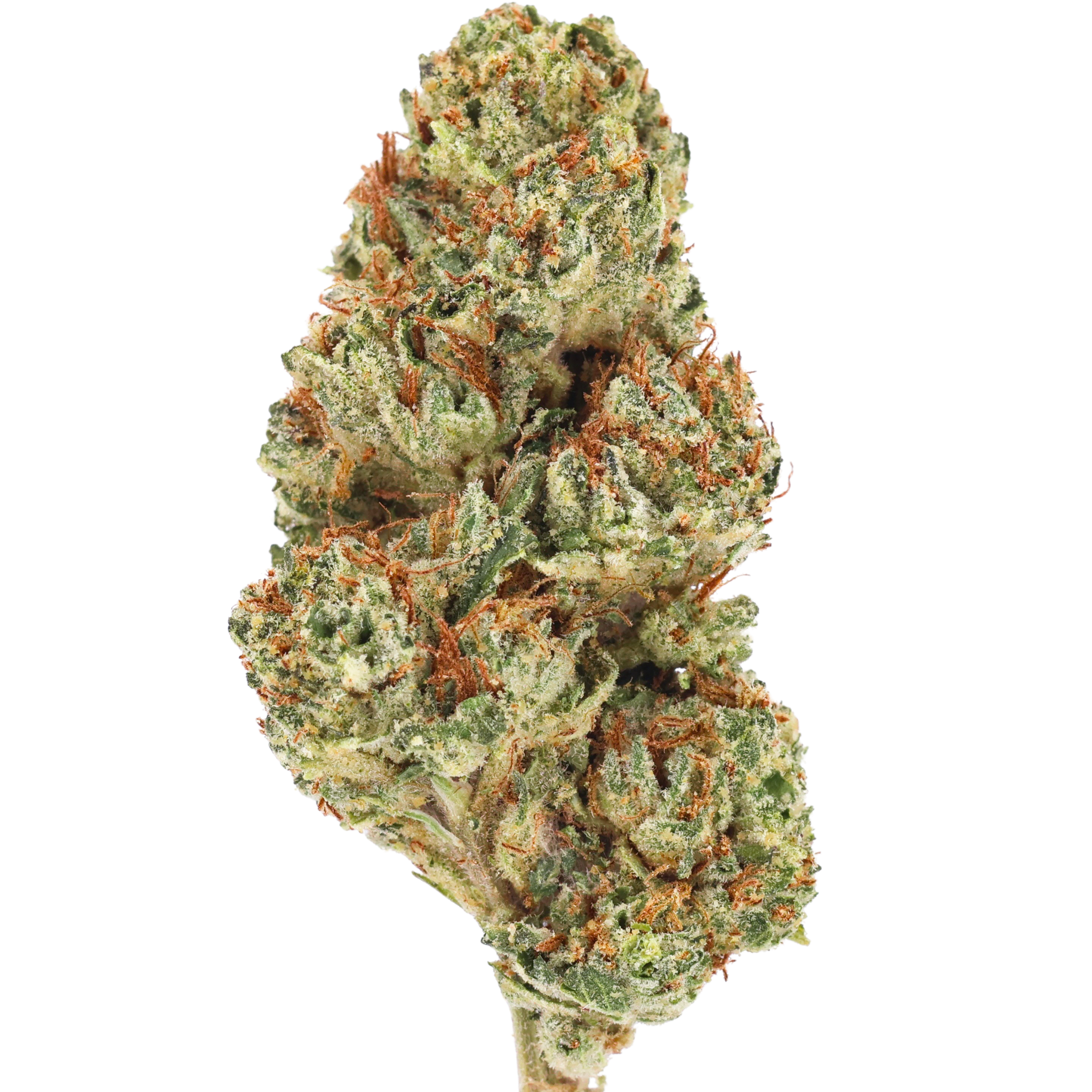 ATOMIC BOMB FOR SALE