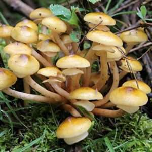 Armillaria-Mellea