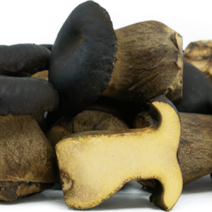 Black-Bolete-Mushrooms