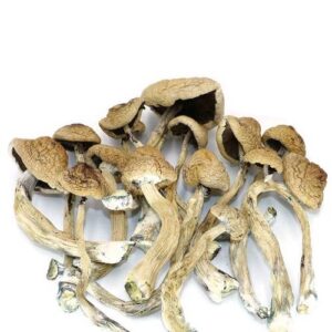 Buy-Jumbo-Blue-Meanie-Magic-Mushrooms