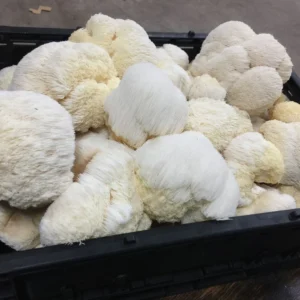 Buy-Lions-Mane-Mushroom
