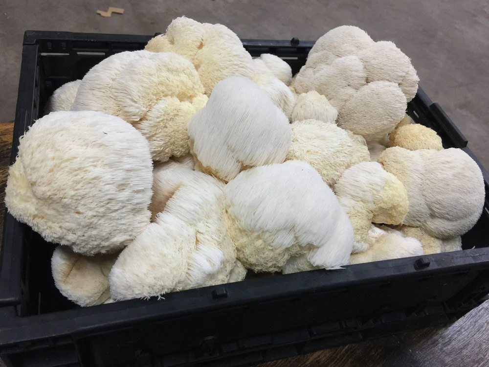 Buy-Lions-Mane-Mushroom