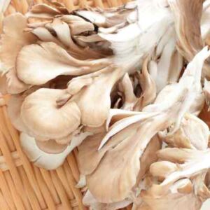 Maitake-Mushrooms
