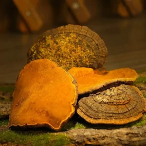 buy Mesima-Mushrooms