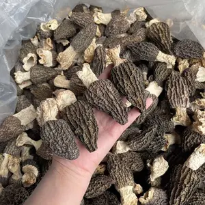 Morel Mushrooms