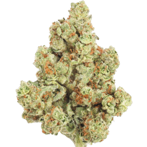 A collab between Cookies and Kenny Dumetz of Powerzzzup Genetics, Gary Payton is a highly coveted hybrid marijuana strain bred by Powerzzzup Genetics and named after the NBA Hall of Famer. Combining the Y and Snowman breeds a potent, flavorful, and colorful strain. It has high amounts of THC and almost no CBD, and middle-of-the-road effects that provide an even-keeled experience. Gary Payton has won multiple cannabis cup awards, including 1st place in the 2022 Errl Cup in Arizona in hash form and 2nd in 2022’s The Emerald Cup; strains made from Gary Payton have also garnered wins in Oklahoma and Oregon.